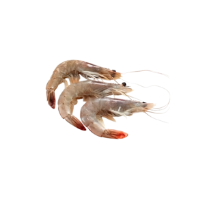 جمبري وسط - Medium shrimp