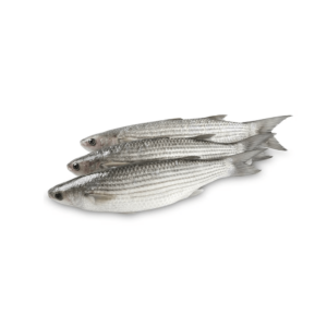 سمك بوري - Mullet fish