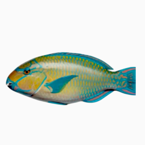 سمك حريد - Harid fish