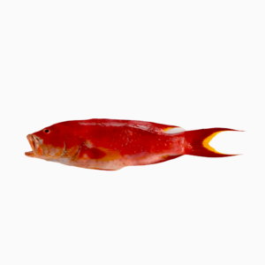سمك شريفي - Sharifi fish