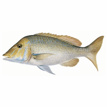 سمك شعور - Thickness of feeling