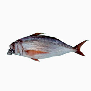 سمك فارس - Persian fish
