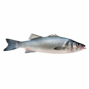 سمك قاروص - Sea bass fish