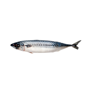 سمك كنعد - Kingfish