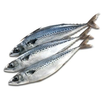 سمك ماكريل - Mackerel fish
